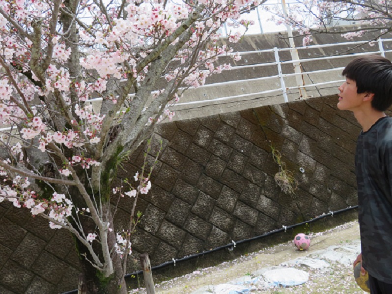 舞い散る桜もまた美し 樟南高等学校